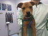 adoptable Dog in  named FLOWER