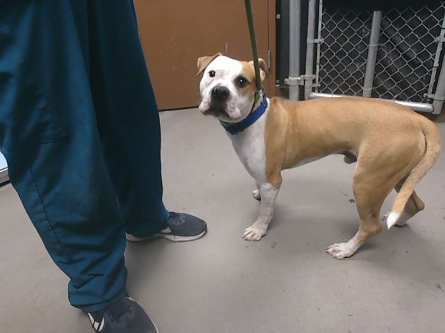 adoptable Dog in Phoenix, AZ named DENVER