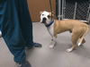 adoptable Dog in Phoenix, AZ named DENVER