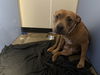 adoptable Dog in  named LIL WIGGLE