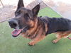 adoptable Dog in Phoenix, AZ named STAR LORD