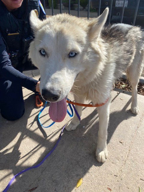 adoptable Dog in Phoenix, AZ named NICO