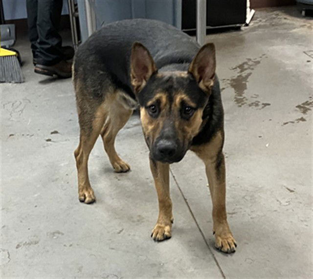 adoptable Dog in Phoenix, AZ named MUNCHKIN