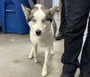 adoptable Dog in Phoenix, AZ named DARLA