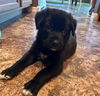 adoptable Dog in ,  named BEAR