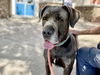 adoptable Dog in ,  named MINNIE
