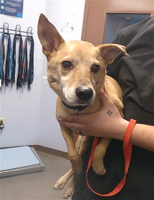 adoptable Dog in Phoenix, AZ named SCOUT