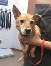 adoptable Dog in ,  named SCOUT