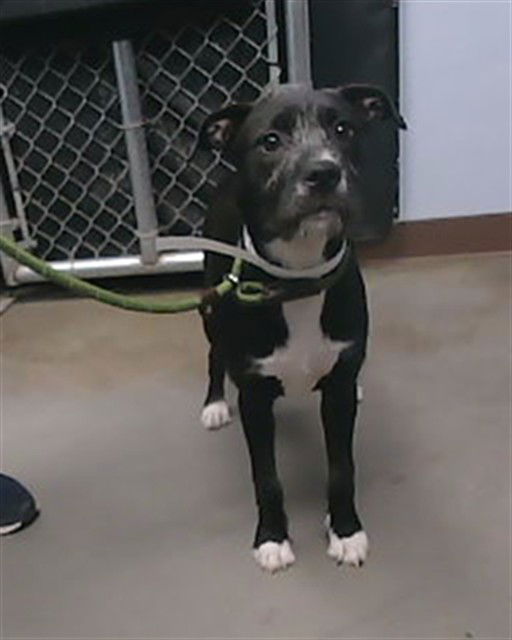 adoptable Dog in Phoenix, AZ named PEPPER
