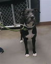 adoptable Dog in ,  named PEPPER