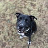adoptable Dog in , AZ named PEPPER