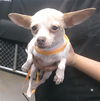 adoptable Dog in ,  named SNOW WHITE