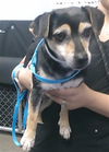 adoptable Dog in ,  named LUNCH LADY