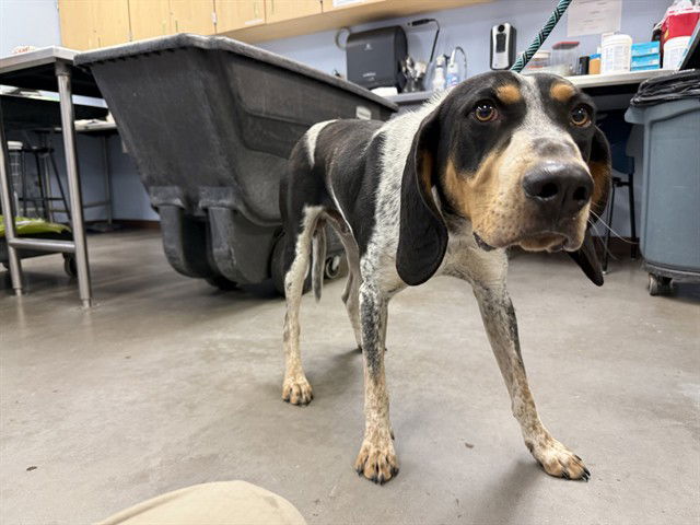 adoptable Dog in Phoenix, AZ named ZION