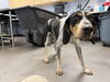 adoptable Dog in Phoenix, AZ named ZION