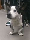 adoptable Dog in Phoenix, AZ named BUTLER