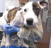 adoptable Dog in  named MEL
