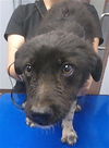 adoptable Dog in Phoenix, AZ named JUPITER