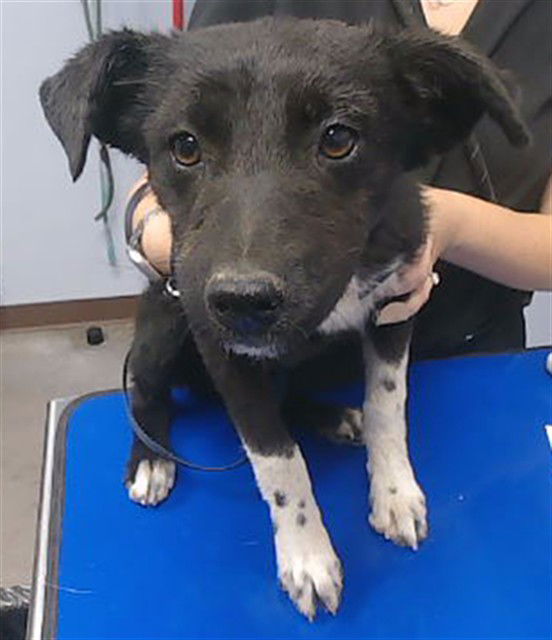 adoptable Dog in Phoenix, AZ named NESTLE