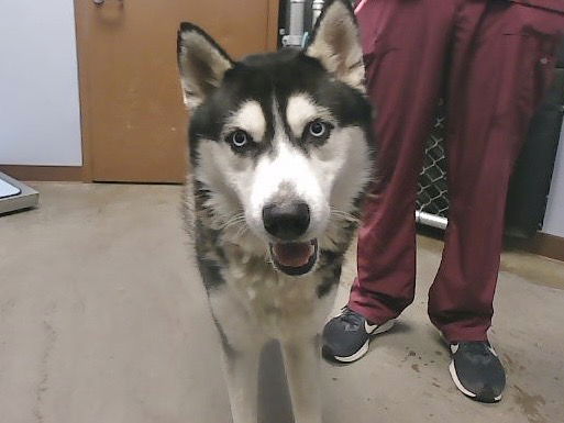 adoptable Dog in Phoenix, AZ named MAX