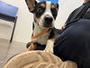 adoptable Dog in  named EXCALIBUR