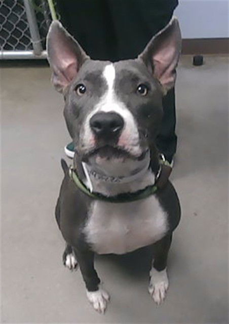adoptable Dog in Phoenix, AZ named NALA