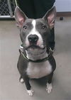 adoptable Dog in , AZ named NALA