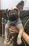 adoptable Dog in , AZ named LADYBUG