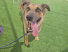 adoptable Dog in , AZ named TRU