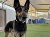 adoptable Dog in , AZ named GIBSON