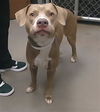 adoptable Dog in , AZ named DARWIN
