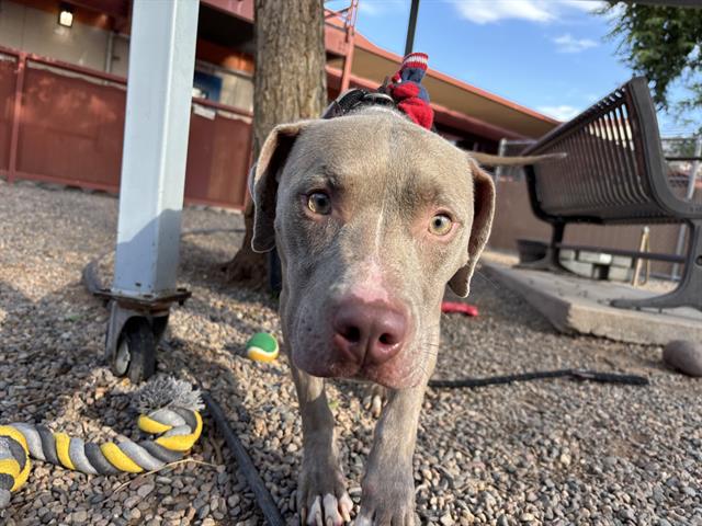 adoptable Dog in Phoenix, AZ named DOUGLAS