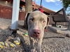 adoptable Dog in , AZ named DOUGLAS