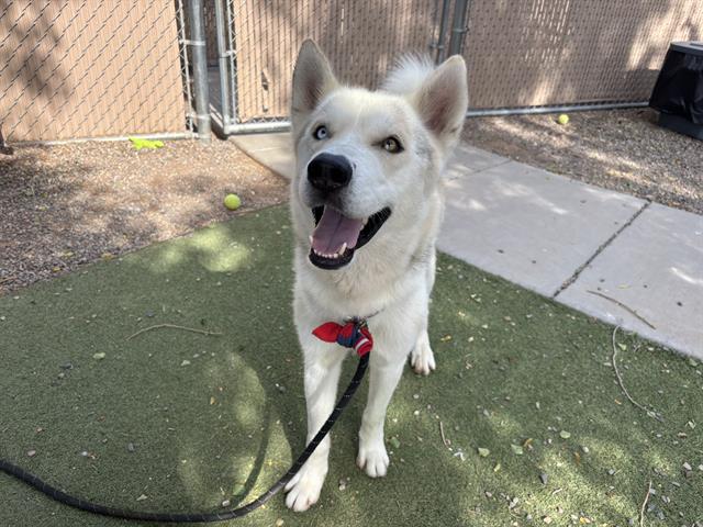 adoptable Dog in Phoenix, AZ named SNOWCONE