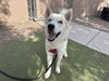 adoptable Dog in , AZ named SNOWCONE