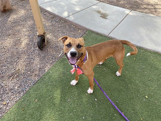 adoptable Dog in Phoenix, AZ named BOWSER