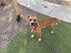 adoptable Dog in  named BOWSER