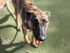 adoptable Dog in , AZ named BRANDI