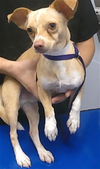 adoptable Dog in , AZ named OSCAR