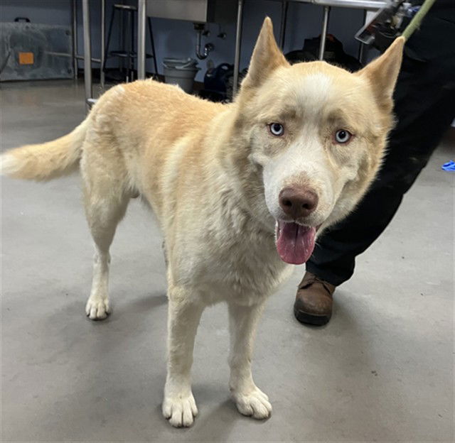 adoptable Dog in Phoenix, AZ named BONGO