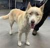 adoptable Dog in , AZ named BONGO