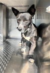 adoptable Dog in , AZ named DRAGON
