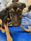 adoptable Dog in , AZ named CHERRY
