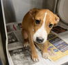 adoptable Dog in , AZ named TRIXIE