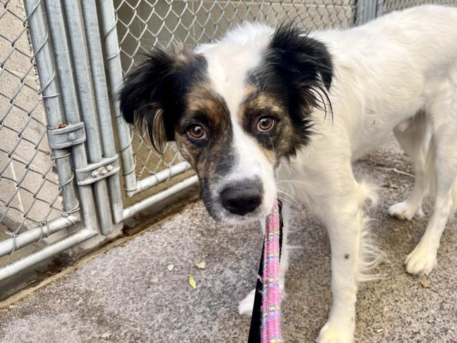 adoptable Dog in Phoenix, AZ named MAX