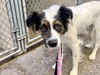 adoptable Dog in  named MAX