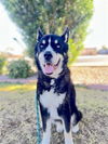 adoptable Dog in  named PARK RANGER