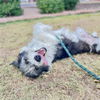 adoptable Dog in  named YAHTZEE