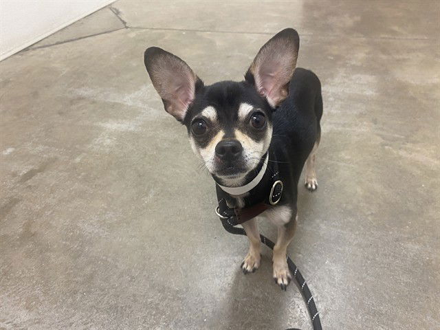 adoptable Dog in Phoenix, AZ named PETRIE