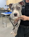 adoptable Dog in  named MOUNTAIN
